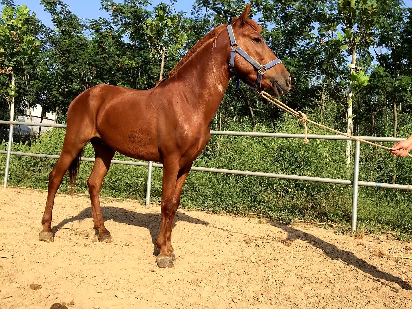 小矮马在专业人员指导下接受基本指令训练