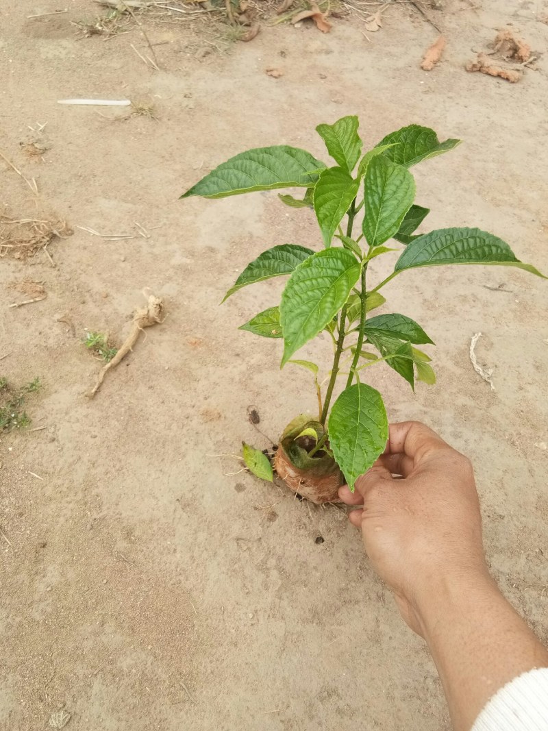 大青叶(臭青)苗,霍香苗