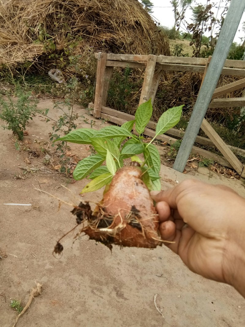 大青叶(臭青)苗,霍香苗