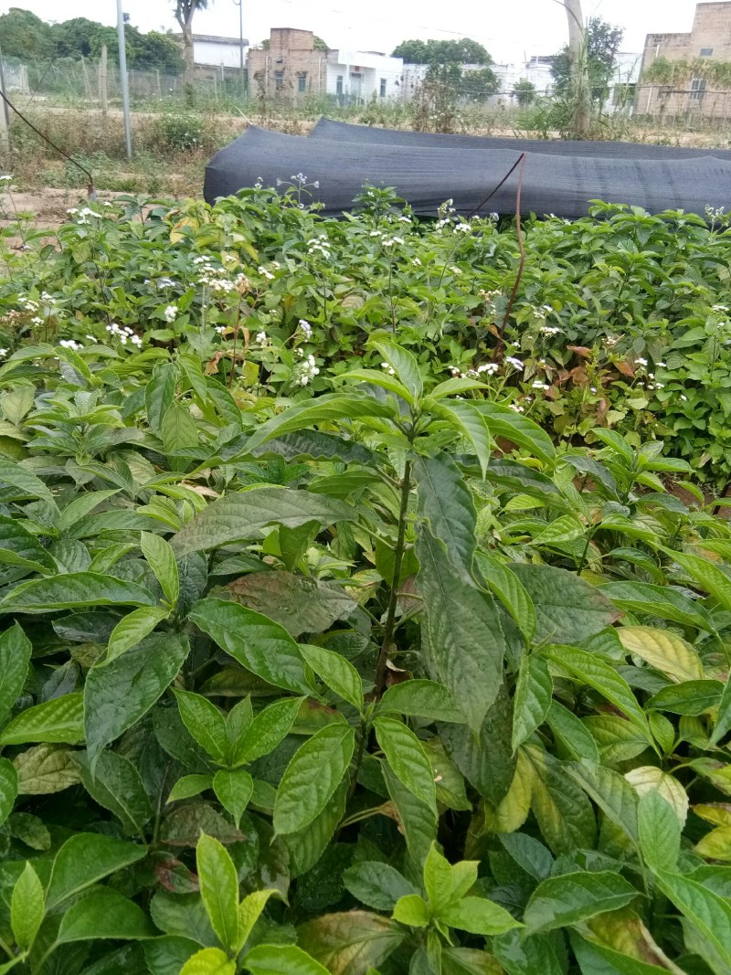 大青叶(臭青)苗,霍香苗