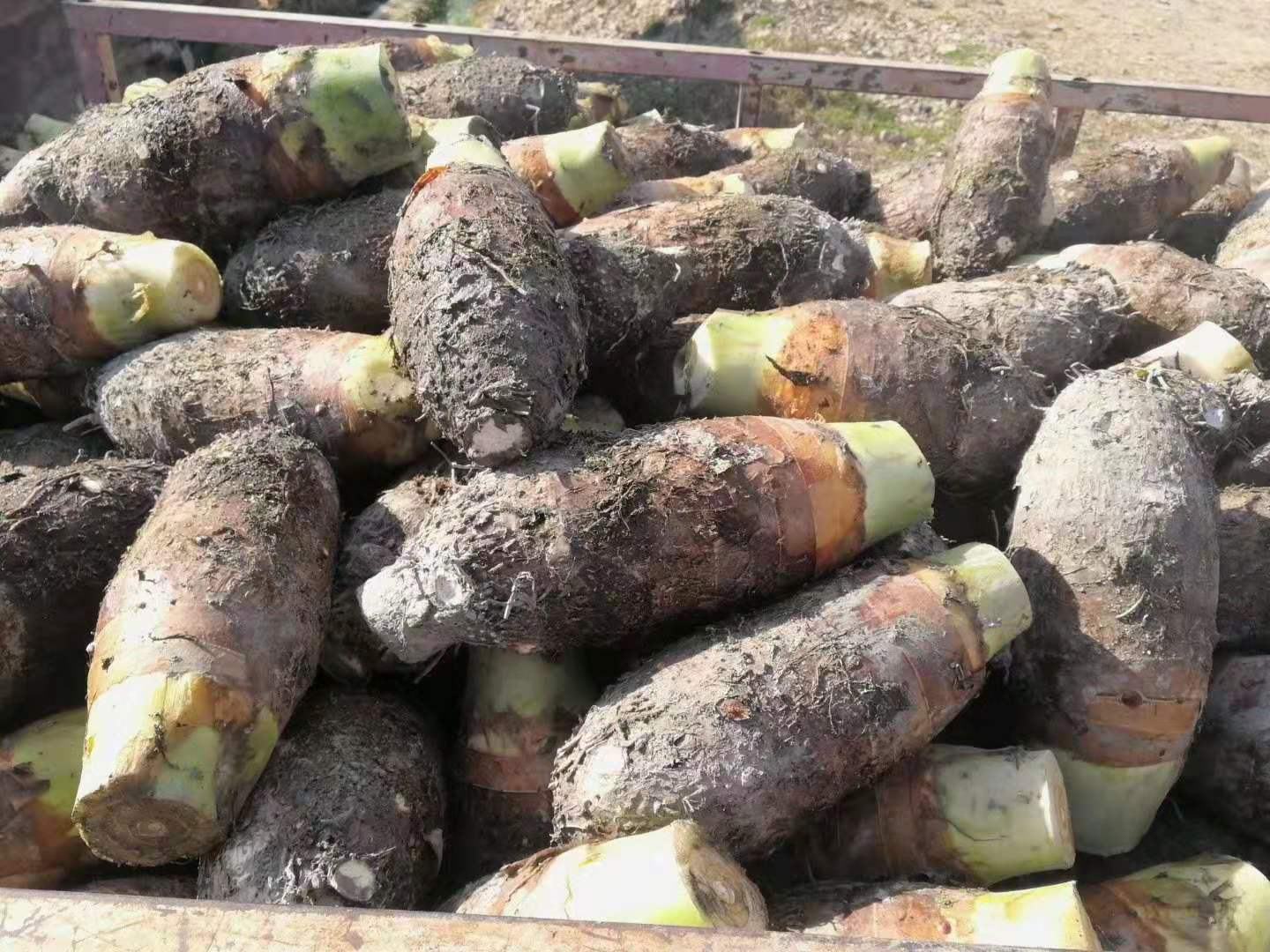 香芋采收过程的场景,展示农民正在田间挖掘成熟的香芋块茎 香芋采收过程的场景
