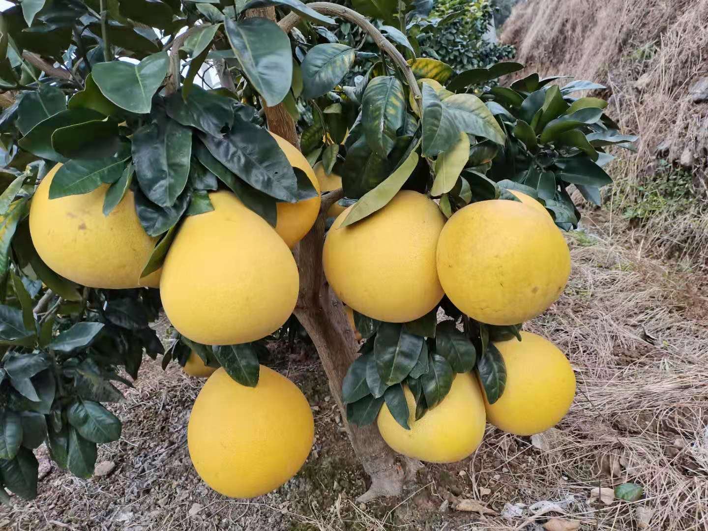 泰三红柚种植园,展示成片成熟的果树与正在采摘的场景 泰三红柚果园种植场景