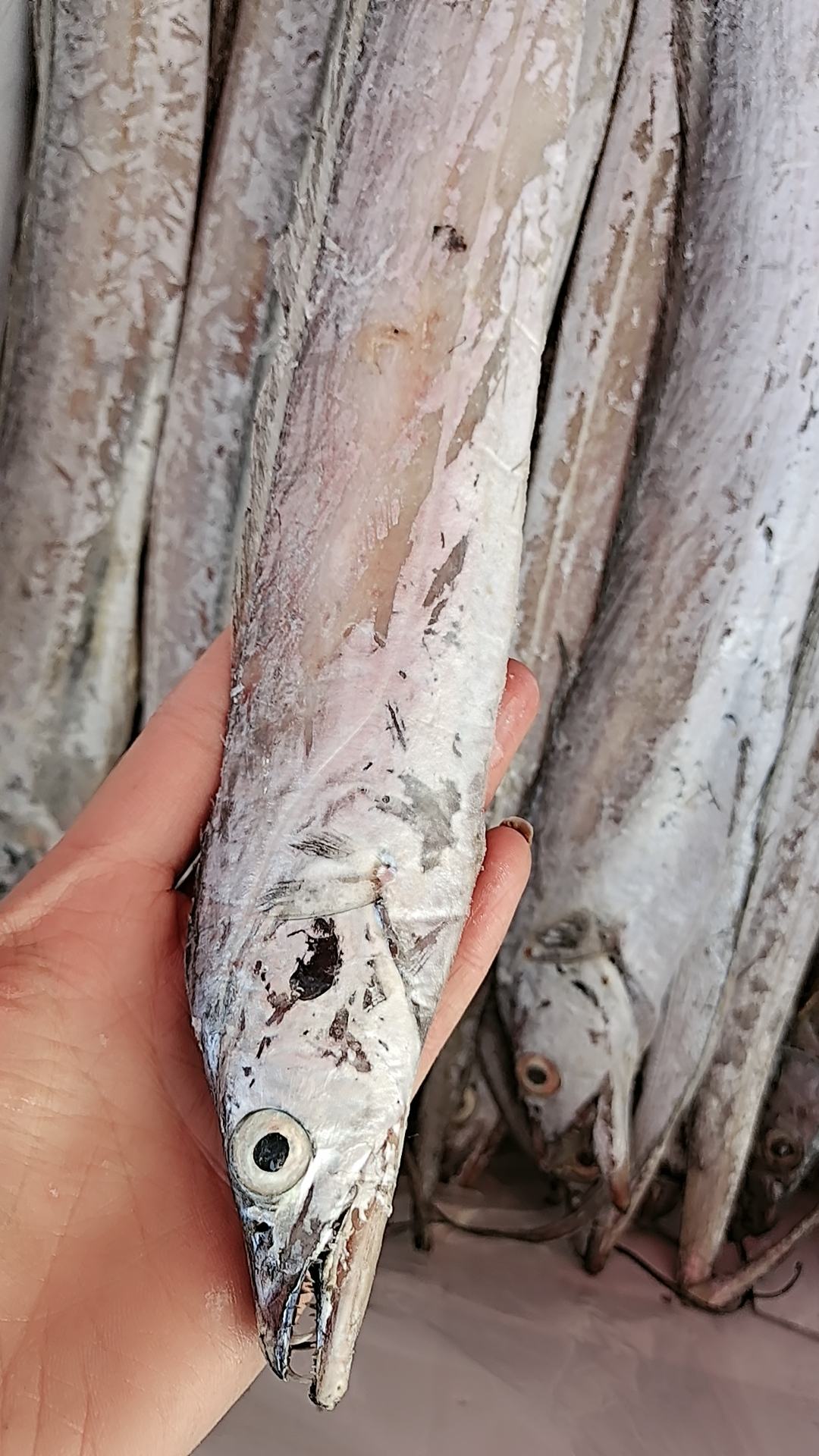 精品舟山带鱼,都带有检测报告,不挂冰一的,年关概不退货