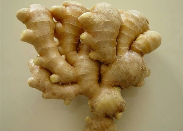 生姜的植物形态与切片特写,展示其黄色肉质和纤维纹理 生姜的植物形态与切片特写