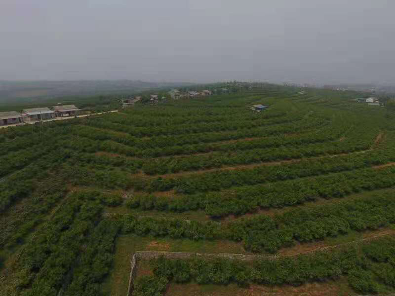 航拍视角下的柑桔果园,绿意盎然,果实累累 柑桔果园航拍图