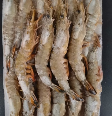 [对虾批发]辽宁东港黄海海捕新鲜东方虾气冻对虾规格全价格35.