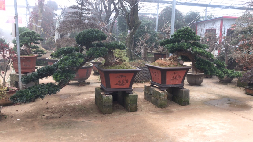 左侧为野生环境下自然生长的罗汉松,主干略有倾斜但整体挺拔;右侧为经过十年修剪造型的盆景级罗汉松,主干呈螺旋状扭曲,枝条分布符合传统盆景美学法则,地面标尺显示高度约为1.2米 罗汉松自然生长与人工造型对比