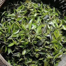 大瑶山野生石岩茶，绿茶！