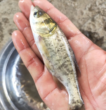 大头鱼苗,花鲢,鳙鱼,鱼苗健康,生猛快大,欢迎咨询订购.