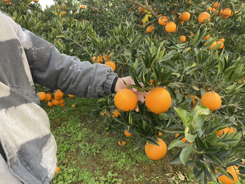 农户在果园中手工采摘成熟金黄的脐橙