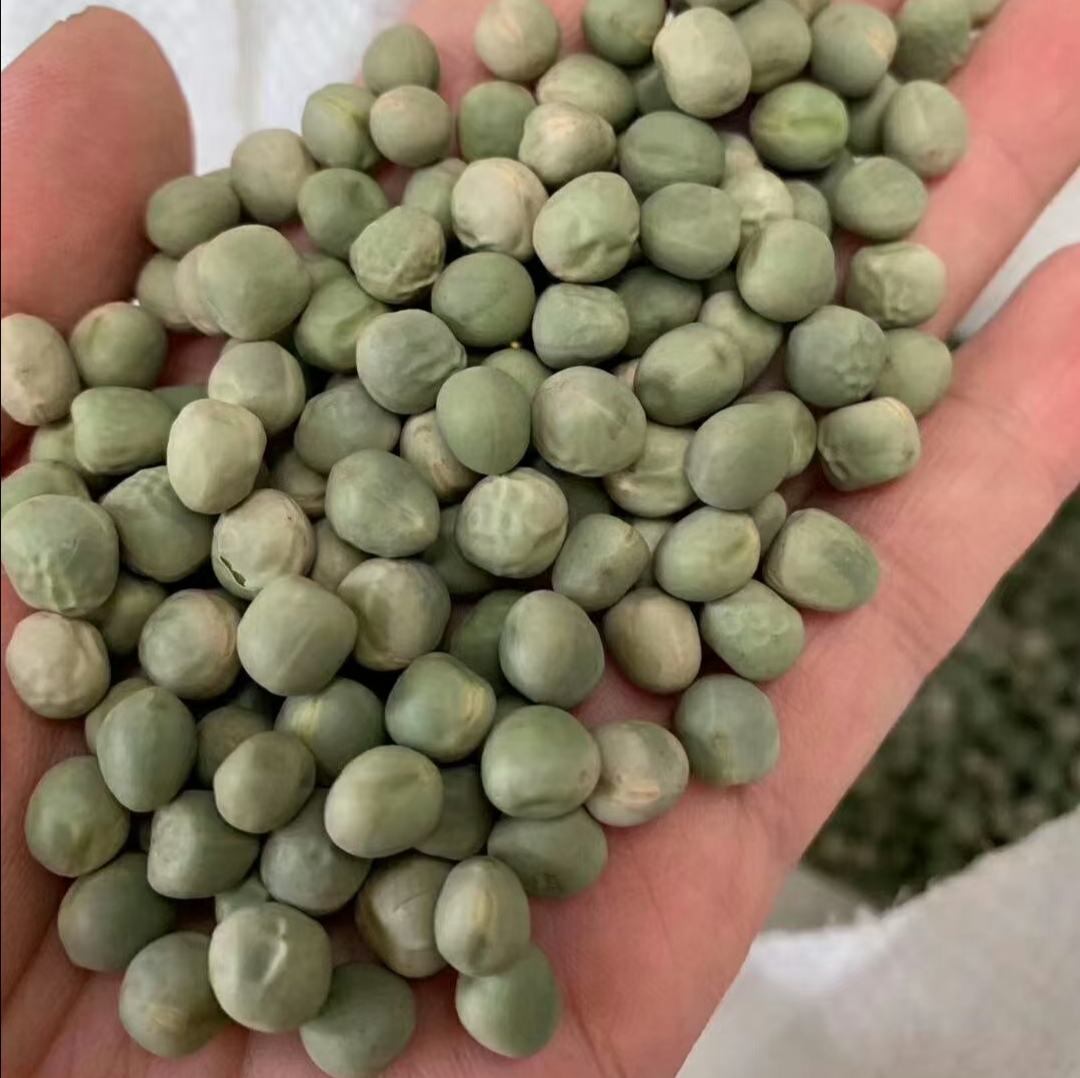 一盘新鲜绿色的豌豆粒与一袋脱水干燥的黄豌豆并列摆放,展示两种形态的区别,背景为厨房台面,左侧标注‘鲜豌豆’,右侧标注‘干豌豆’ 鲜豌豆与干豌豆对比图