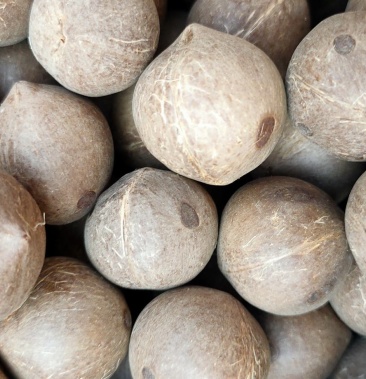 [海底椰批发]海椰王统货,颗颗大颗粒饱满圆润,炖鸡煲汤香醇价格60.