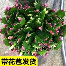 蟹爪兰盆栽带花苞大棵蟹爪花苗四季开花绿植蟹爪莲盆栽