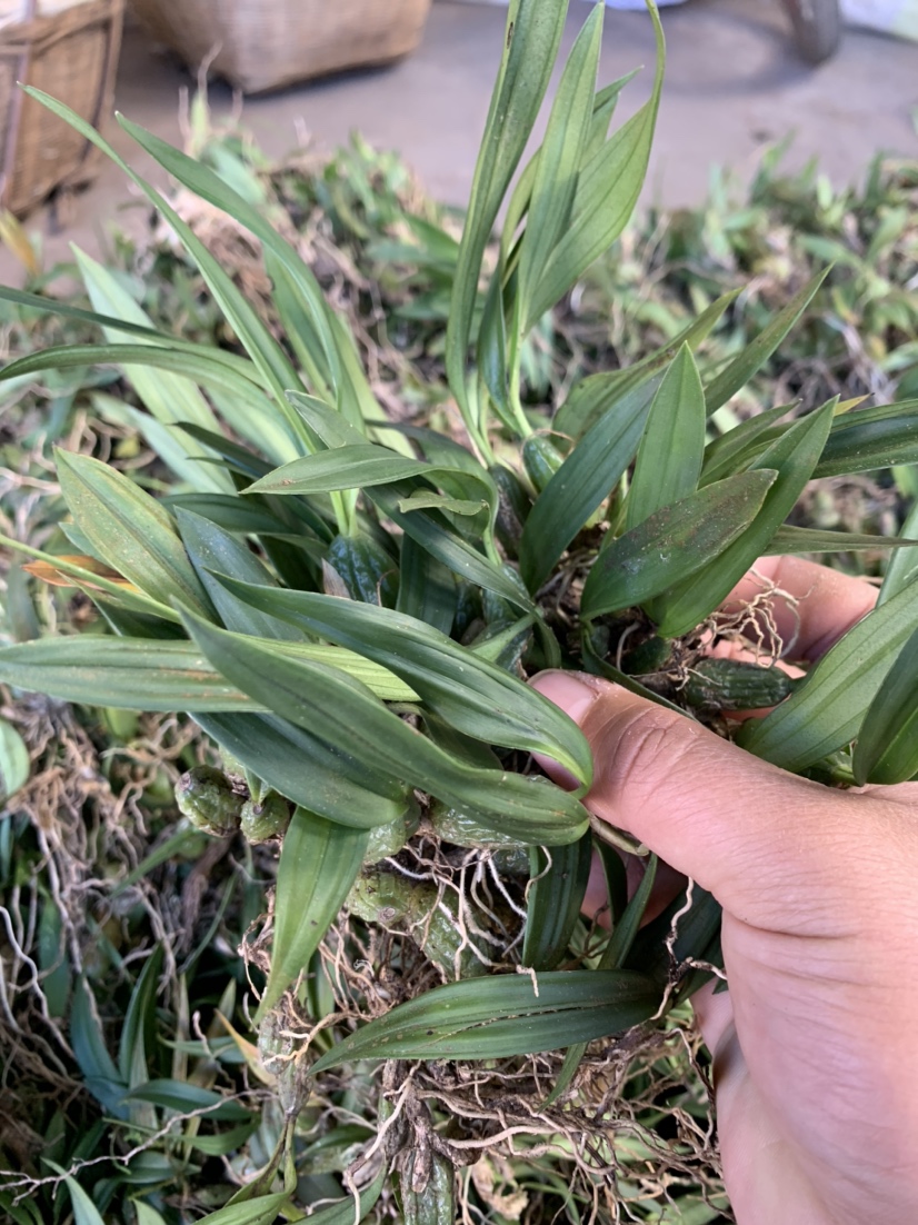 广西野生石橄榄双叶石橄榄双叶大果量大有优惠长期