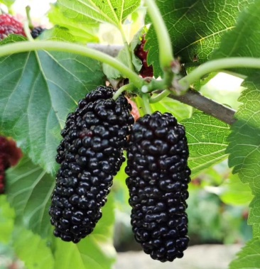 中国桑葚,潮汕水果之乡