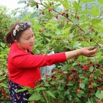 专业果桑，龙桑种植基地