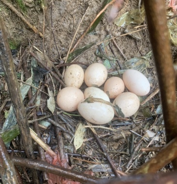 土鸡蛋竹林跑山鸡蛋散养土鸡蛋乌鸡蛋初生蛋一斤11-14个