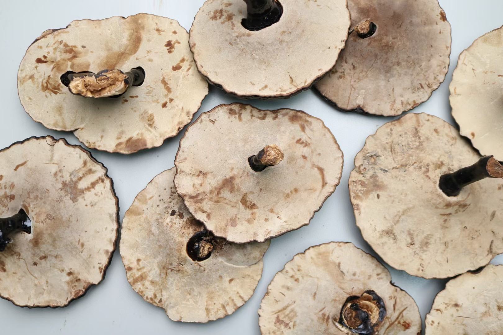 普通灵芝整株及切片特写