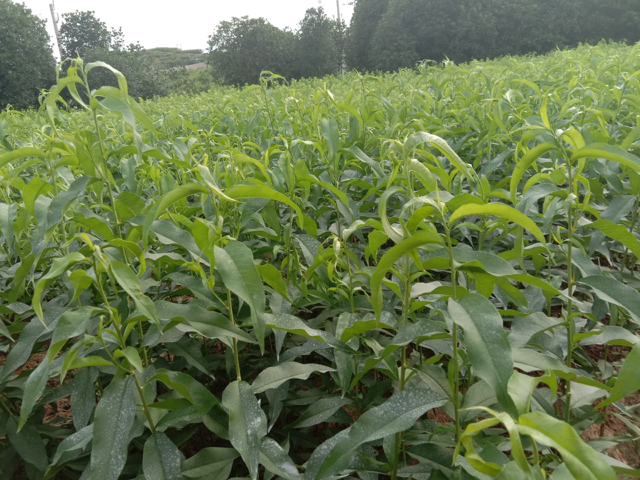 黄桃种苗基地秋季田间管理