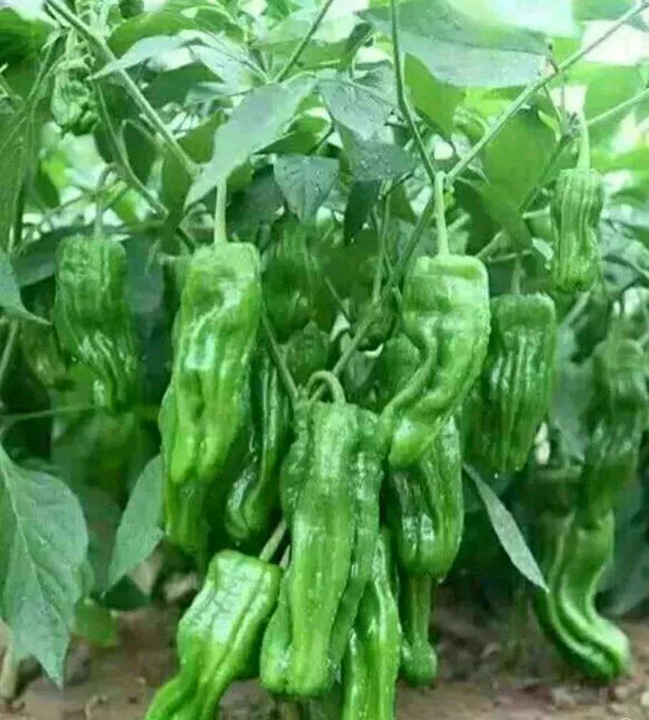 [辣椒苗批发]10个叶以上薄皮椒苗芜湖苗泡椒苗成活率95以上深绿价格0.