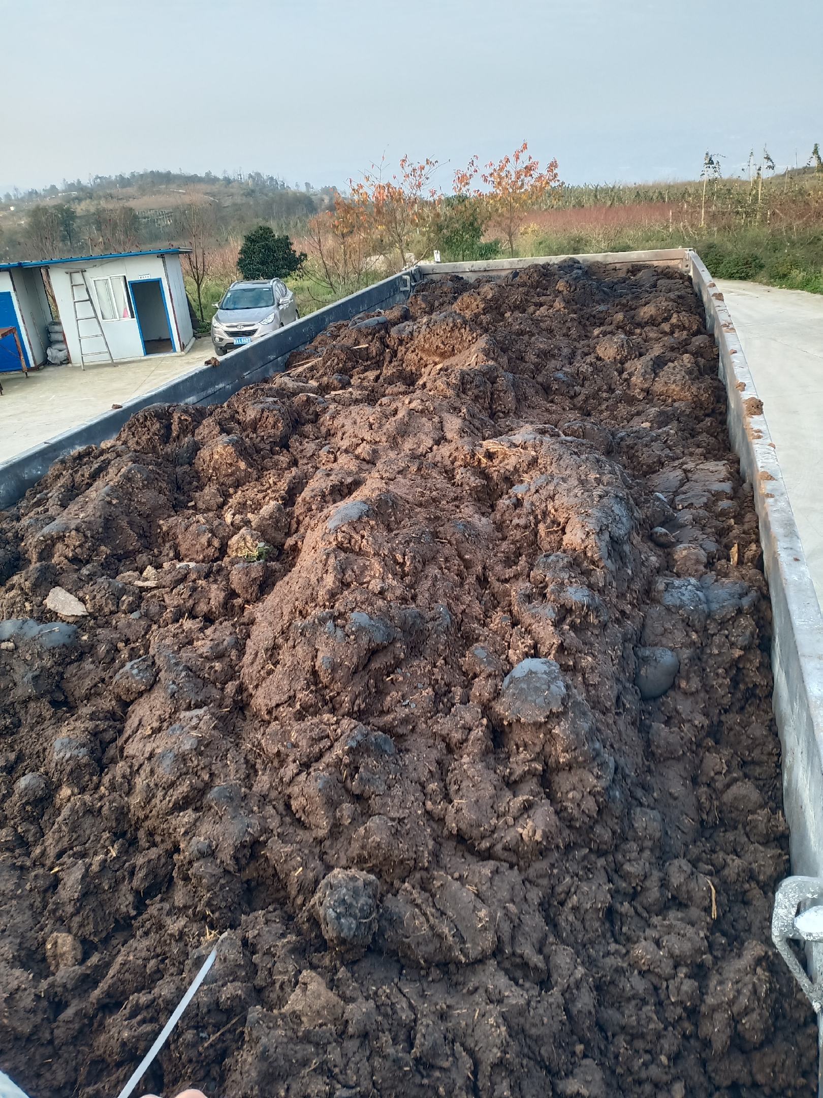 [牛粪批发]生牛粪,出栏牛粪,风干牛粪,纯安格斯黄牛粪,干湿牛粪.