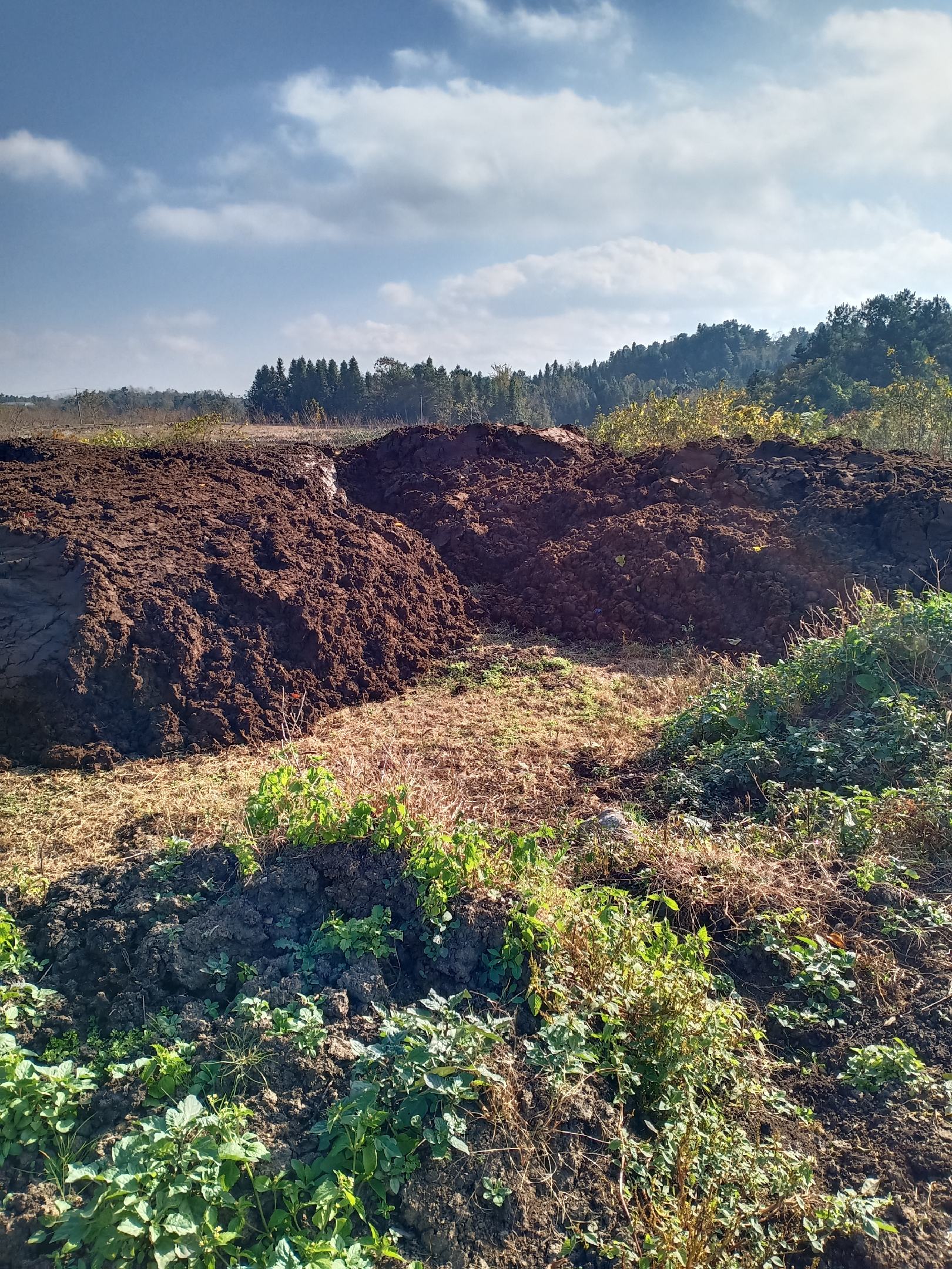 [牛粪批发]生牛粪,出栏牛粪,风干牛粪,纯安格斯黄牛粪,干湿牛粪.