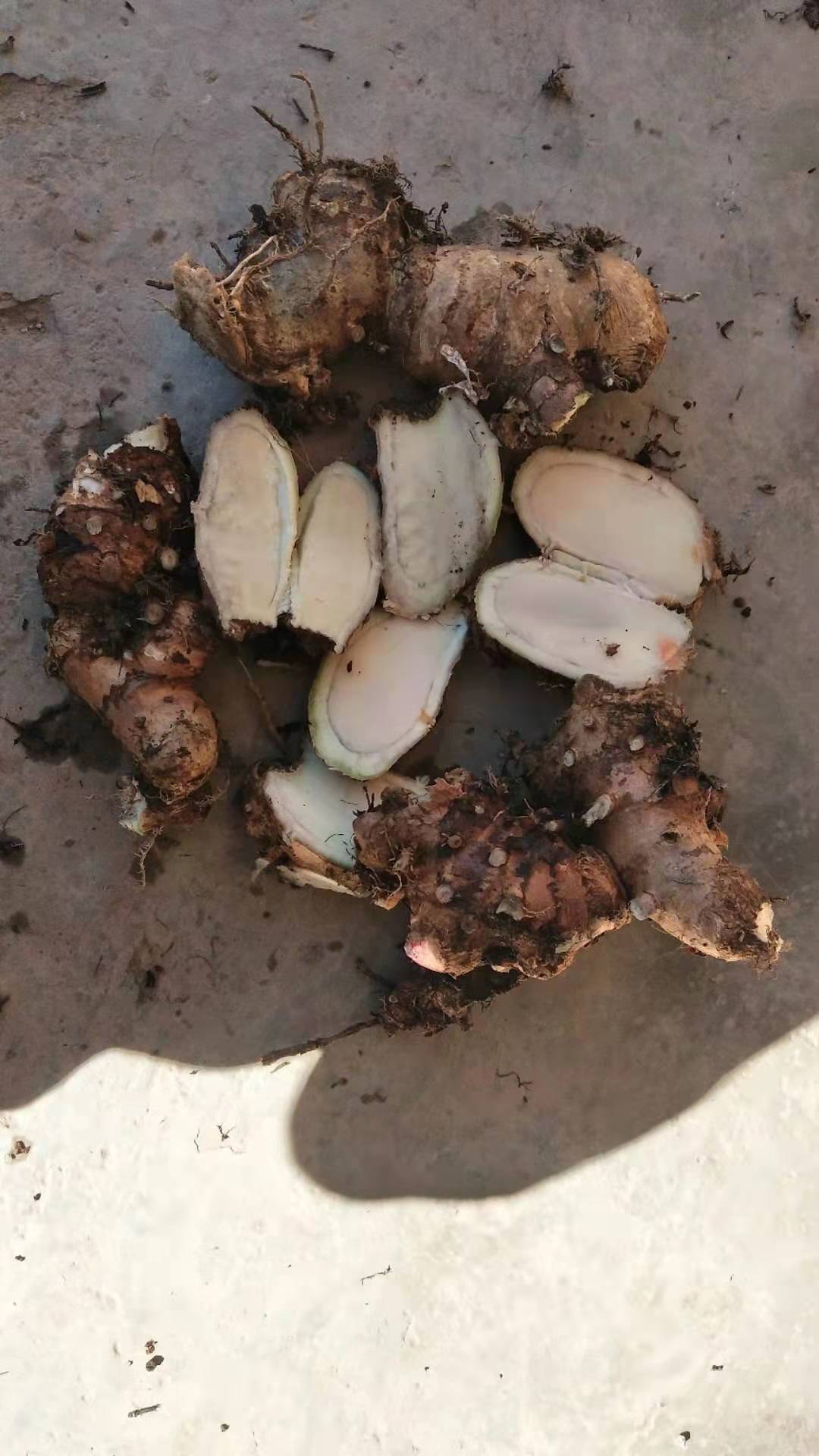 【联系我时,请说是在一亩田上看到的】 自然生长的野生山姜,大量有货.
