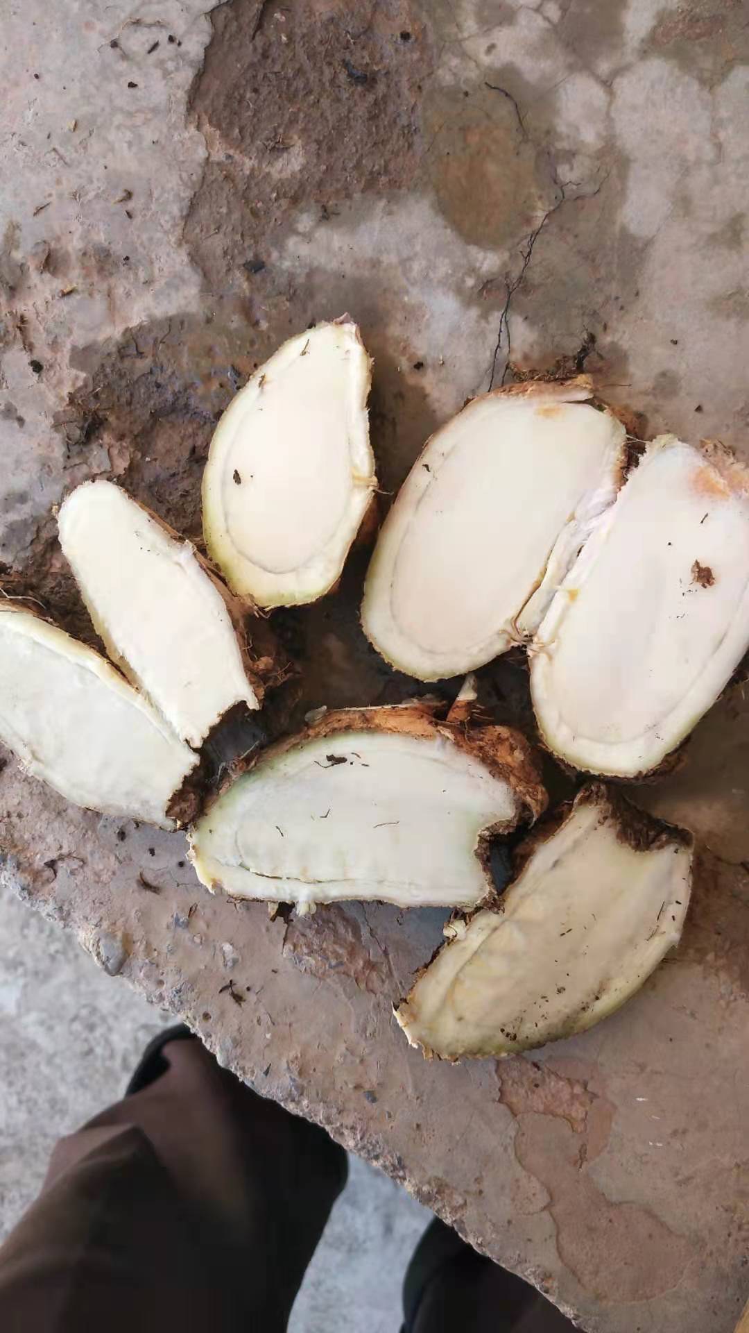 【联系我时,请说是在一亩田上看到的】 自然生长的野生山姜,大量有货.