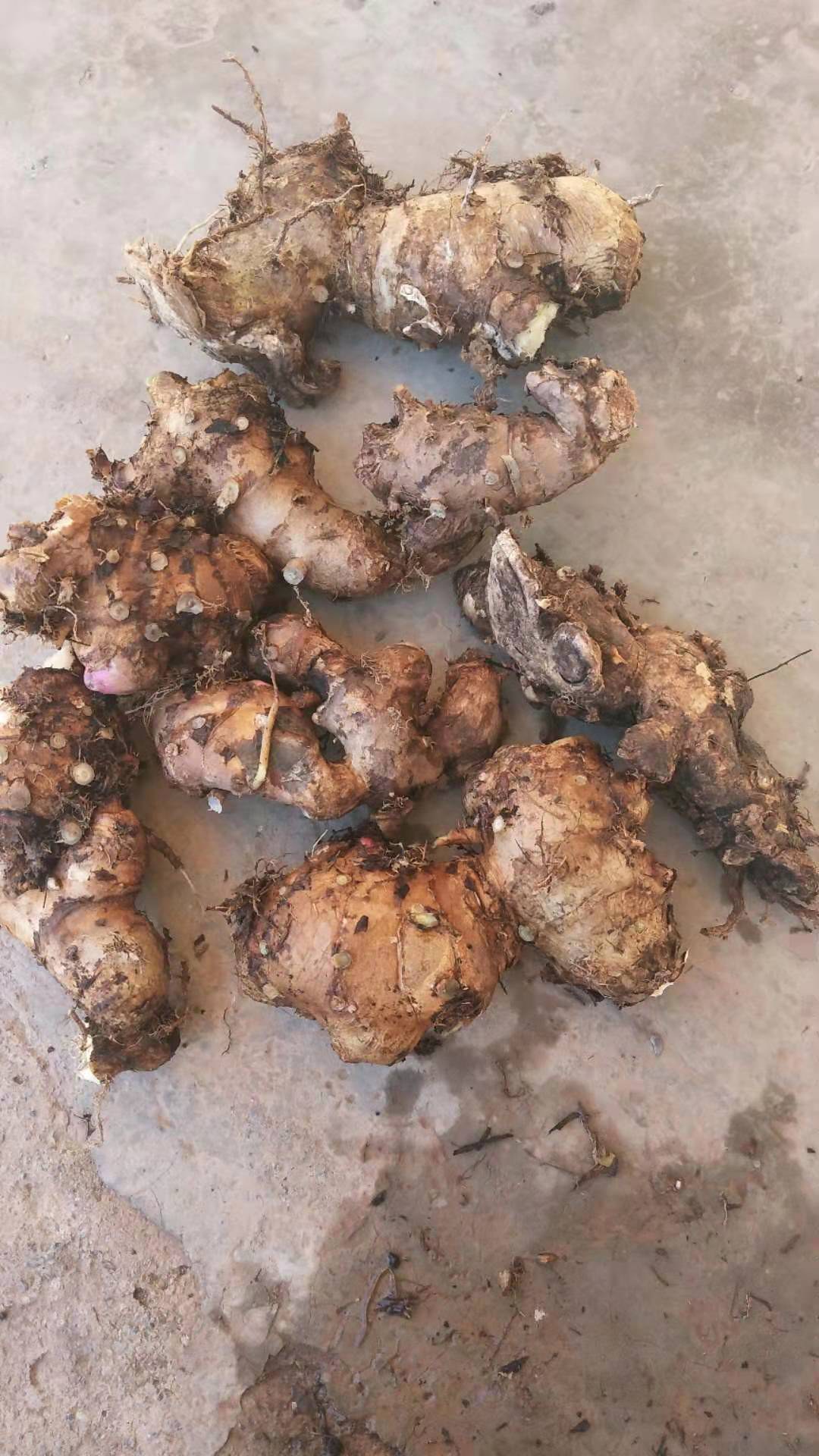 [山姜批发]纯野生山姜自然生长,5年以上价格5.00元/斤 - 一亩田