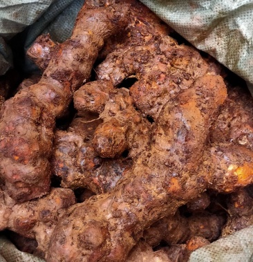 土茯苓大土新鲜货肉质粉味甘甜精选统一规格靓货