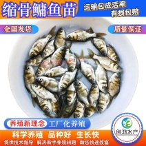【高产好品质】一级缩骨大头鱼苗缩骨鱼苗缩骨鳙鱼苗