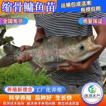 【苗场直供】】一级缩骨大头鱼苗缩骨鱼苗缩骨鳙鱼苗