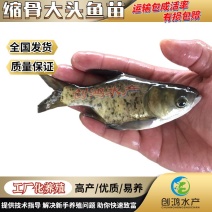 【高产好品质】一级缩骨大头鱼苗缩骨鱼苗缩骨鳙鱼苗
