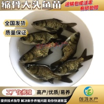 【苗场直供】】一级缩骨大头鱼苗缩骨鱼苗缩骨鳙鱼苗