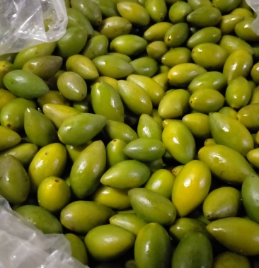特甜二号青橄榄特甜凌峰青橄榄甜小个子大个子青橄榄