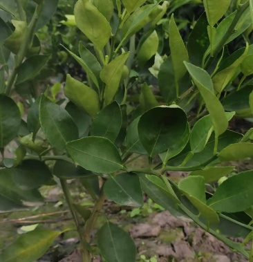 红橘砧木香橙砧木明日见苗