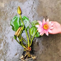 睡莲苗《速生生长速度快》开花快见水成活率高