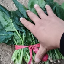 大量精品菠菜上市，本公司常年购销叶菜。。。