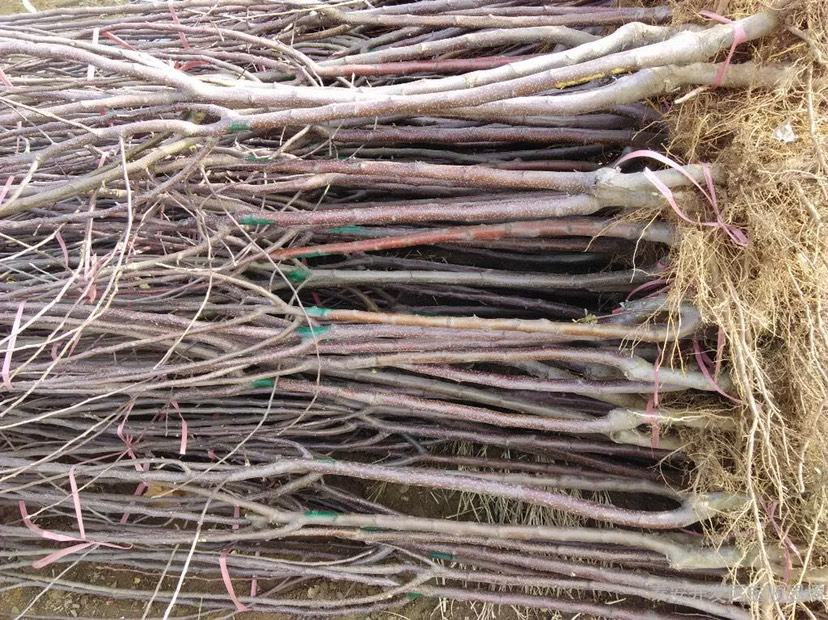 苹果树春季喷施锌肥图