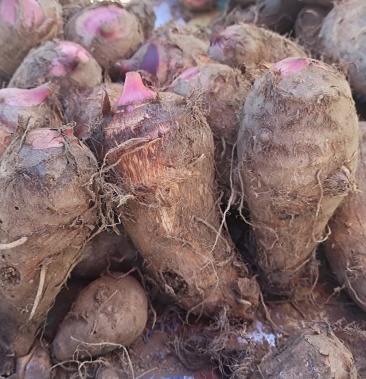 [芋头批发]味美 价廉 红嘴芋价格0.50元/斤 - 一亩田