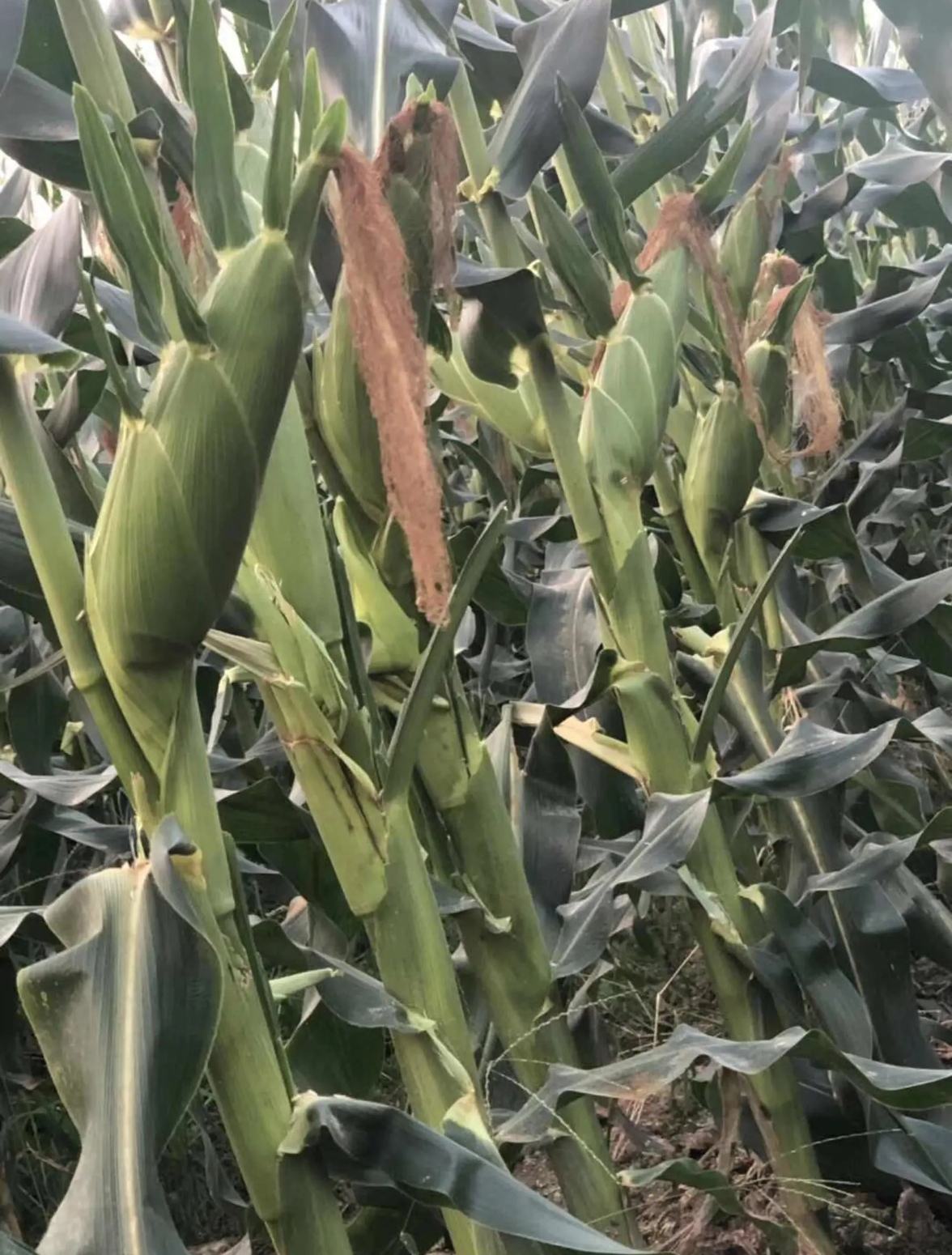 太阳花6号甜玉米种子,苞型圆筒,苞叶绿,大个,超标品种