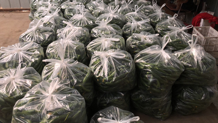 一组精心包装的黄瓜小荷兰零售产品,包括透明PET盒装150g小份装、真空袋装切片款、礼盒组合装,背景为超市货架或电商拍摄台,旁边配有品牌标签和二维码溯源信息 包装精美的黄瓜小荷兰零售产品展示