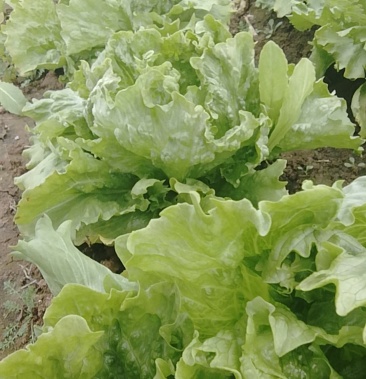 自家种的生菜球生菜叶品质好口感好不打农药大棚种植