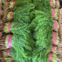 河北永年精品茴香30公分左右大量现货，供多种蔬菜欢迎咨询