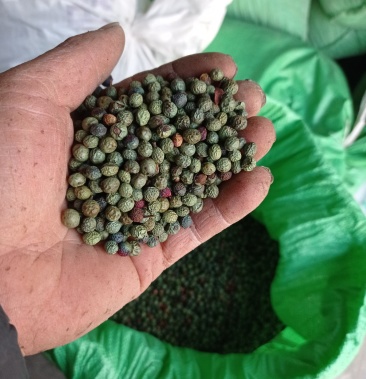 种子林木种子黄连木种子