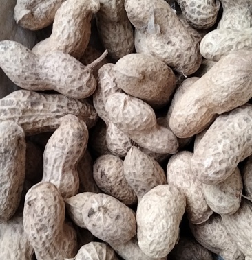 海花花生可做加工炒货