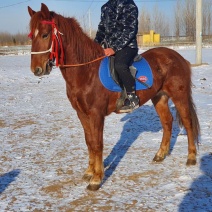 半血骟马，肩好158/160适合野骑，提速小飞机，