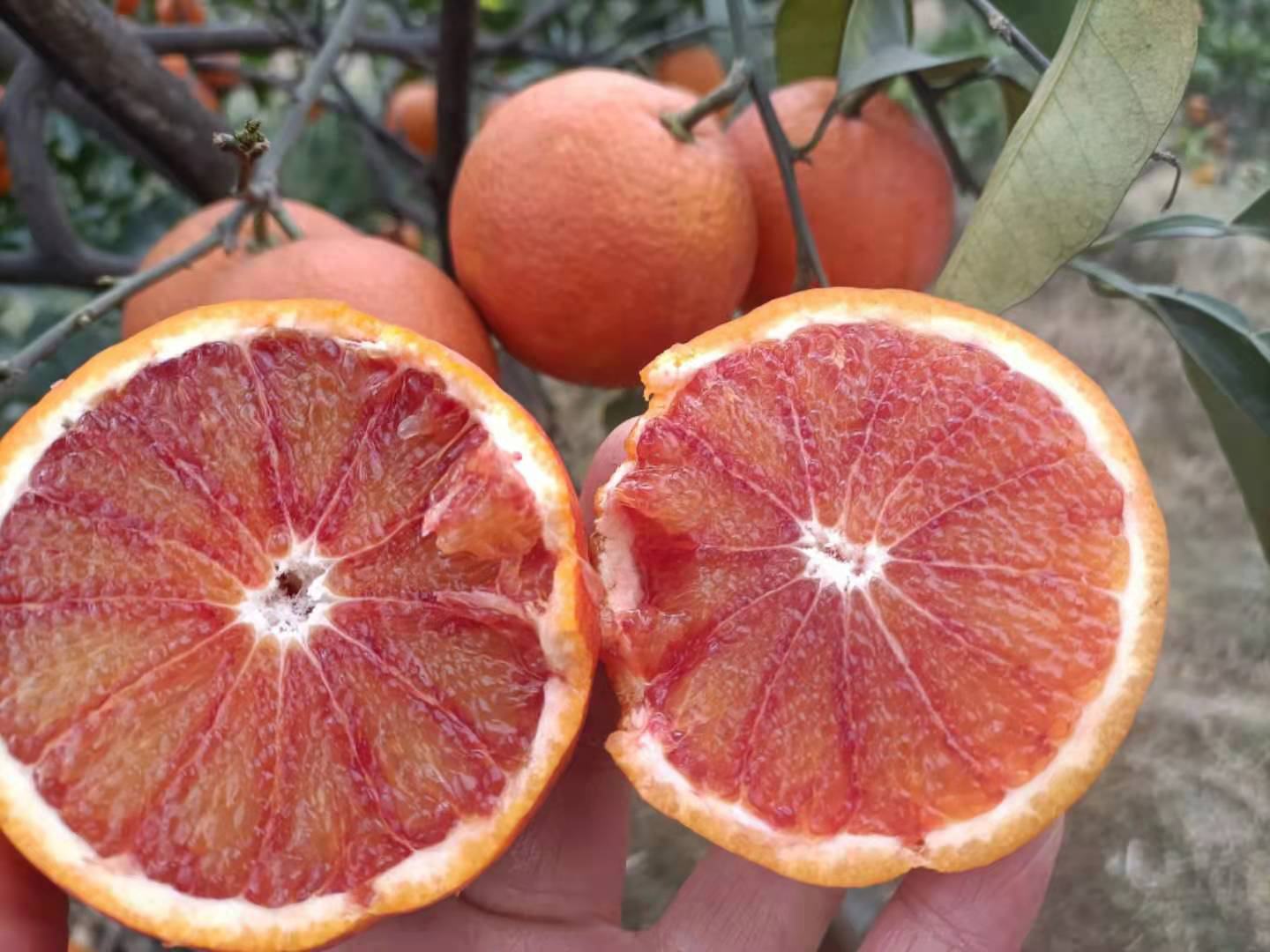 血橙果肉特写对比图