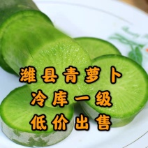 现拔，便宜卖水果萝卜潍县萝卜青萝卜大量供应中欲购从速