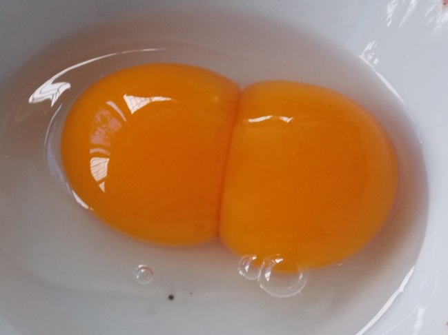 双黄鸡蛋示意图